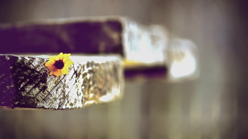 圖片的祝福語2026 圖片的祝福語2026